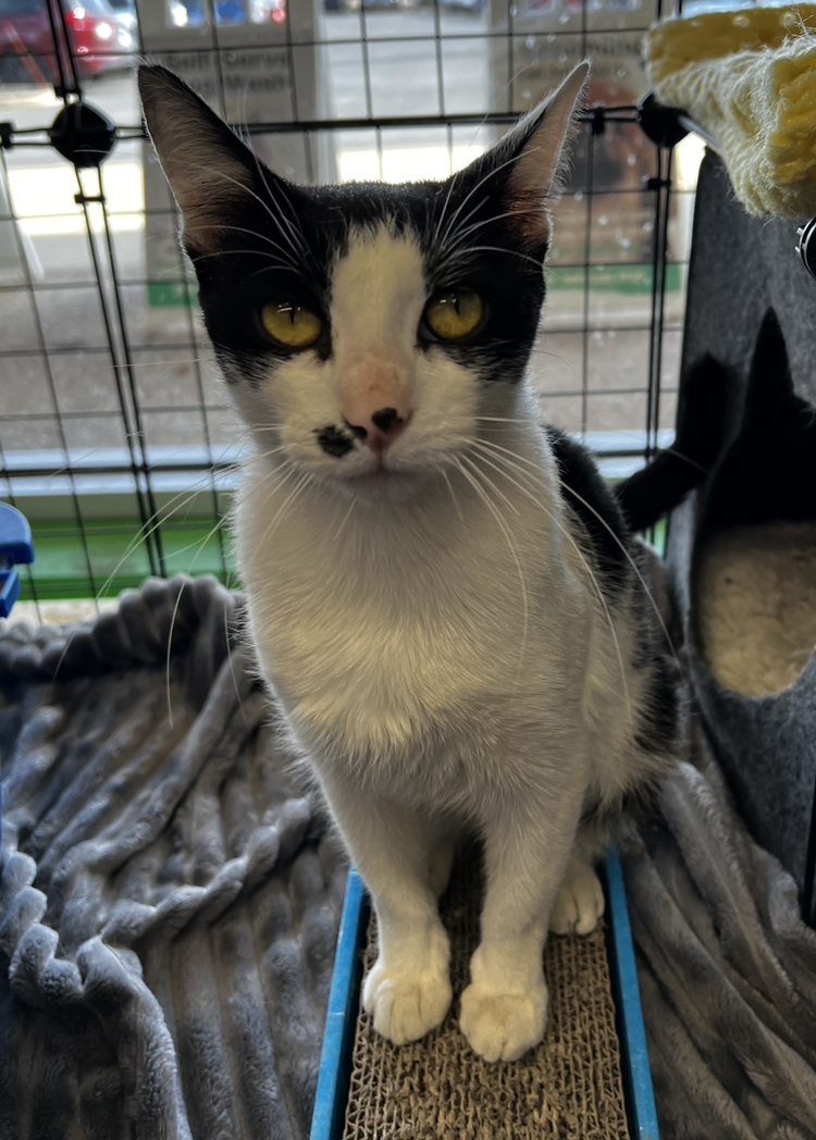 Panda, a Adoptable Domestic Short Hair in Philadelphia, PA image 6/13