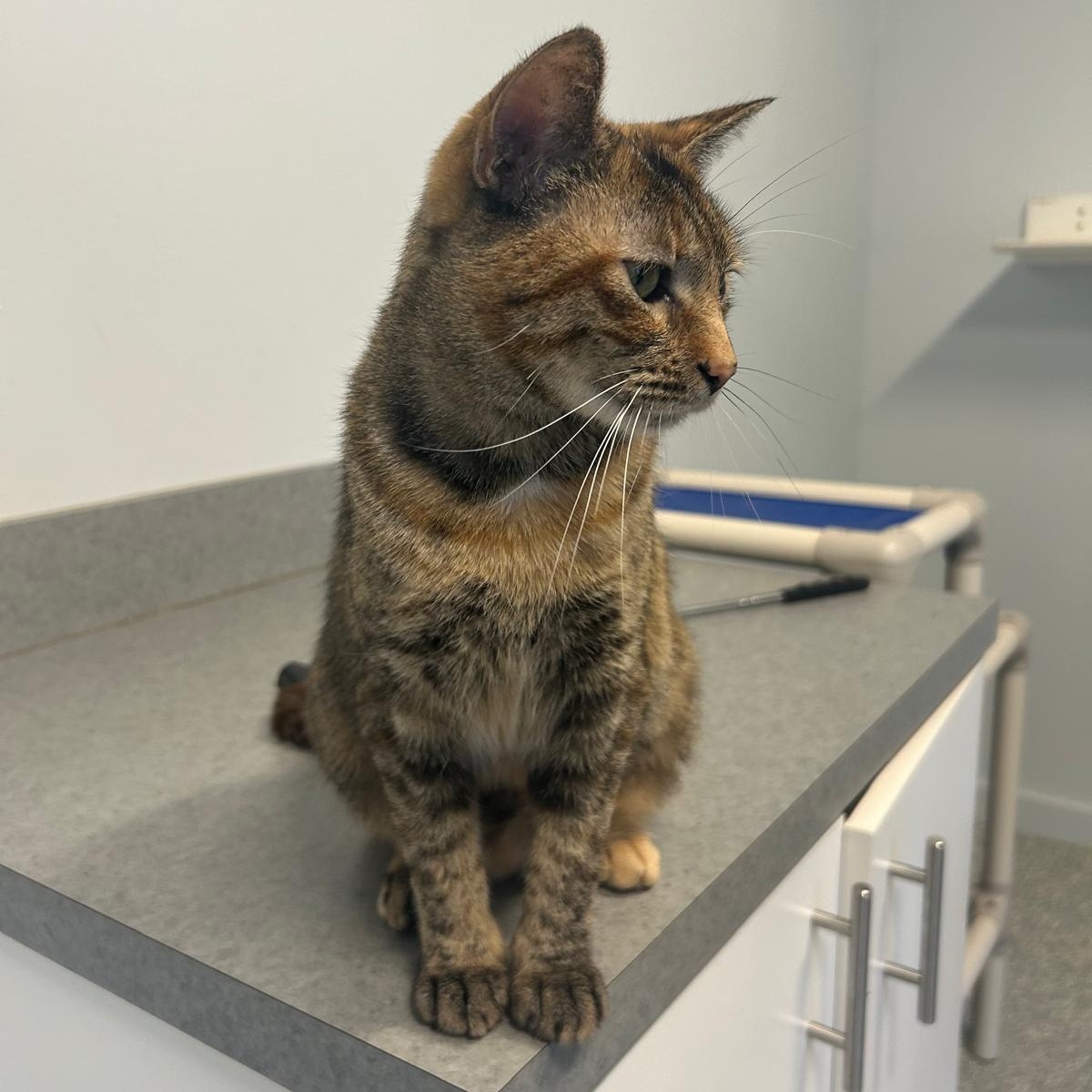 Lynx, Young Female Domestic Short Hair