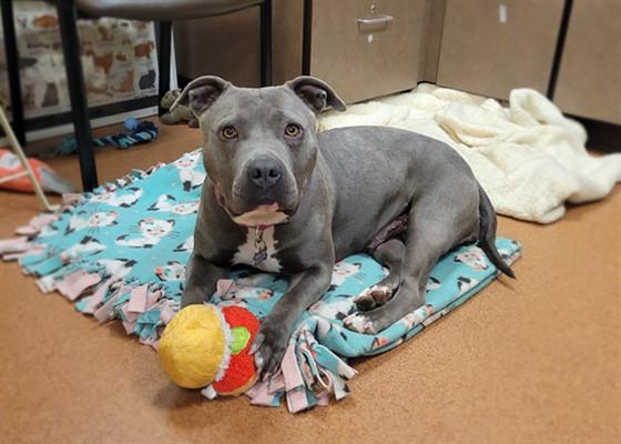 Enlarge PENELOPE, a Adoptable Pit Bull Terrier in Denver, CO image 1/1