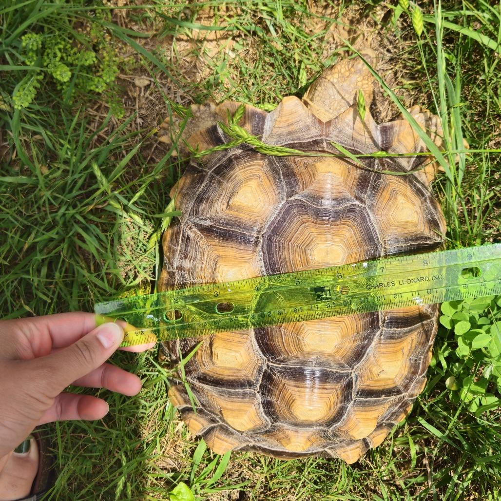 Mikey, Adoptable, Senior Female Sulcata.