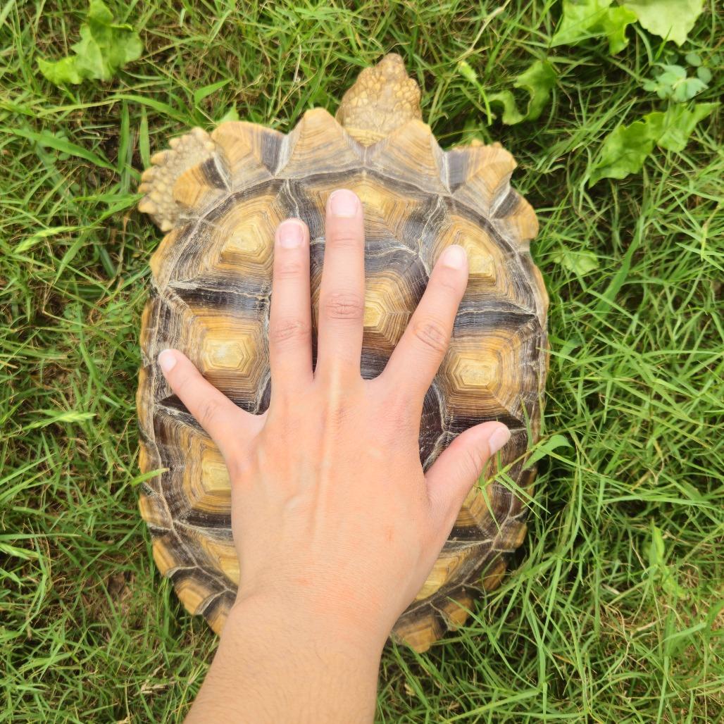 Enlarge Mikey, a Adoptable Sulcata in San Marcos, TX image 2/4