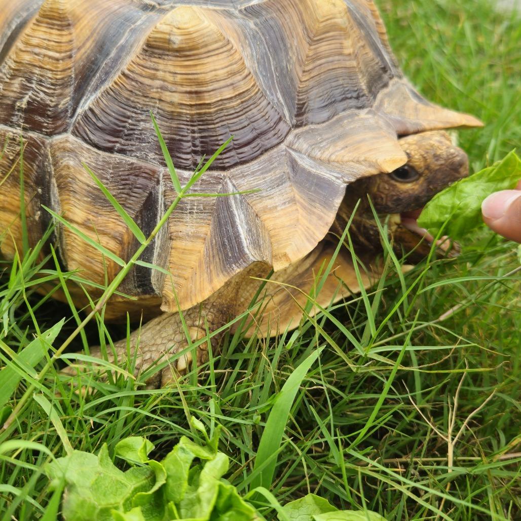 Enlarge Mikey, a Adoptable Sulcata in San Marcos, TX image 3/4