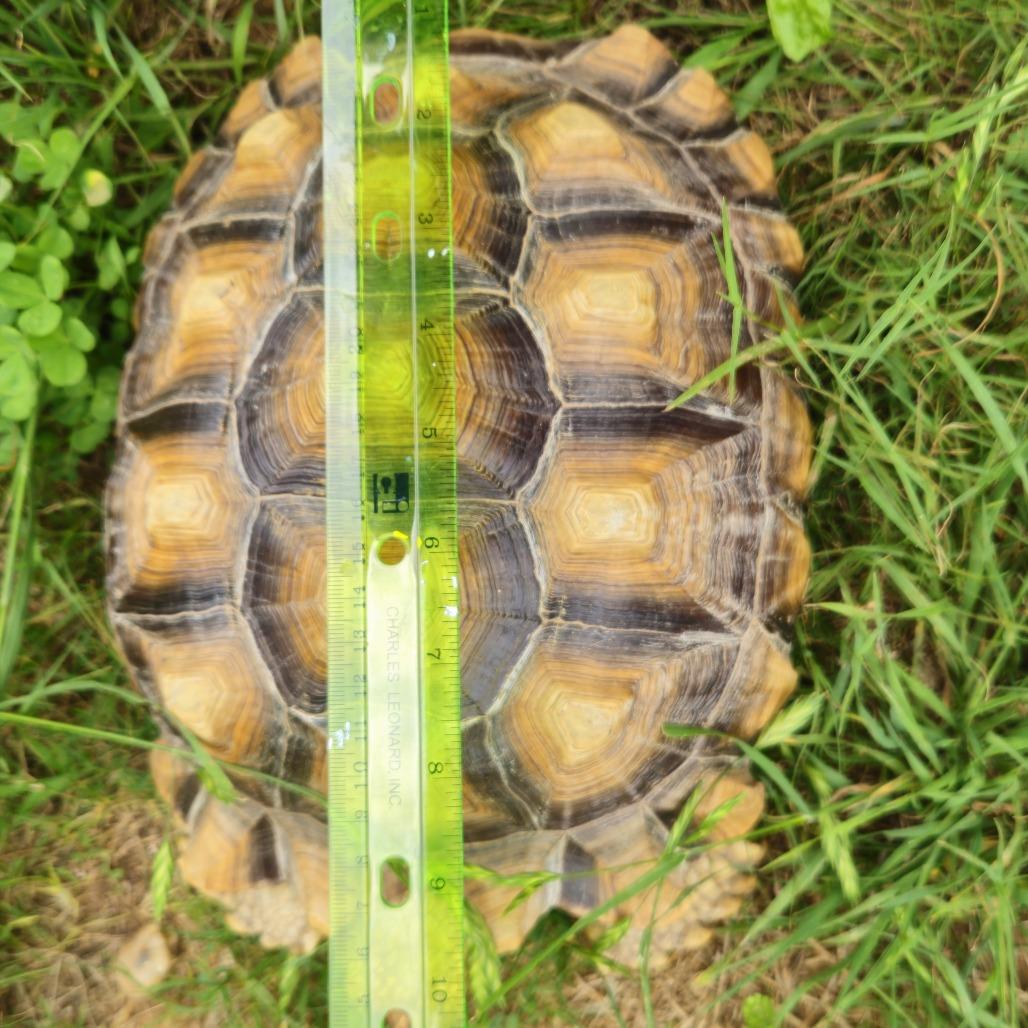 Enlarge Mikey, a Adoptable Sulcata in San Marcos, TX image 4/4