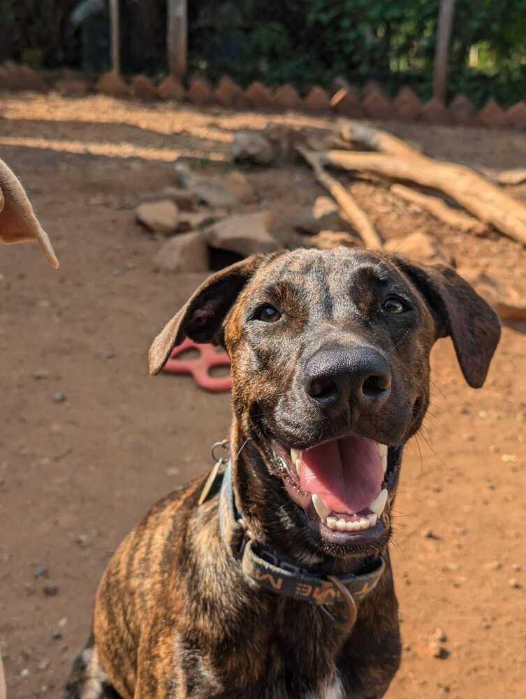 Tokyo - Money Heist Litter, Adoptable, Puppy Female Mixed Breed.