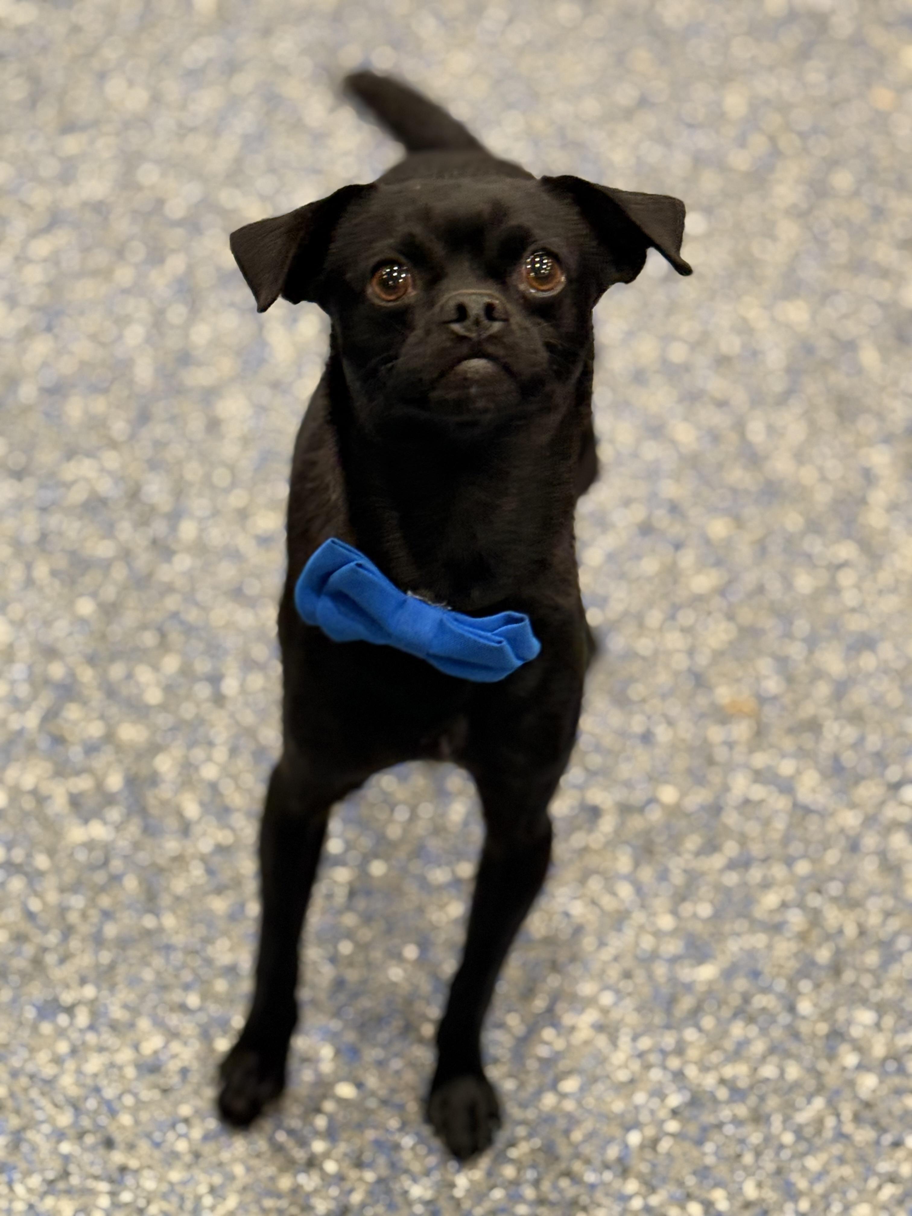 Enlarge Vito, a ADOPTABLE mixed breed in Phoenix, AZ image 1/3