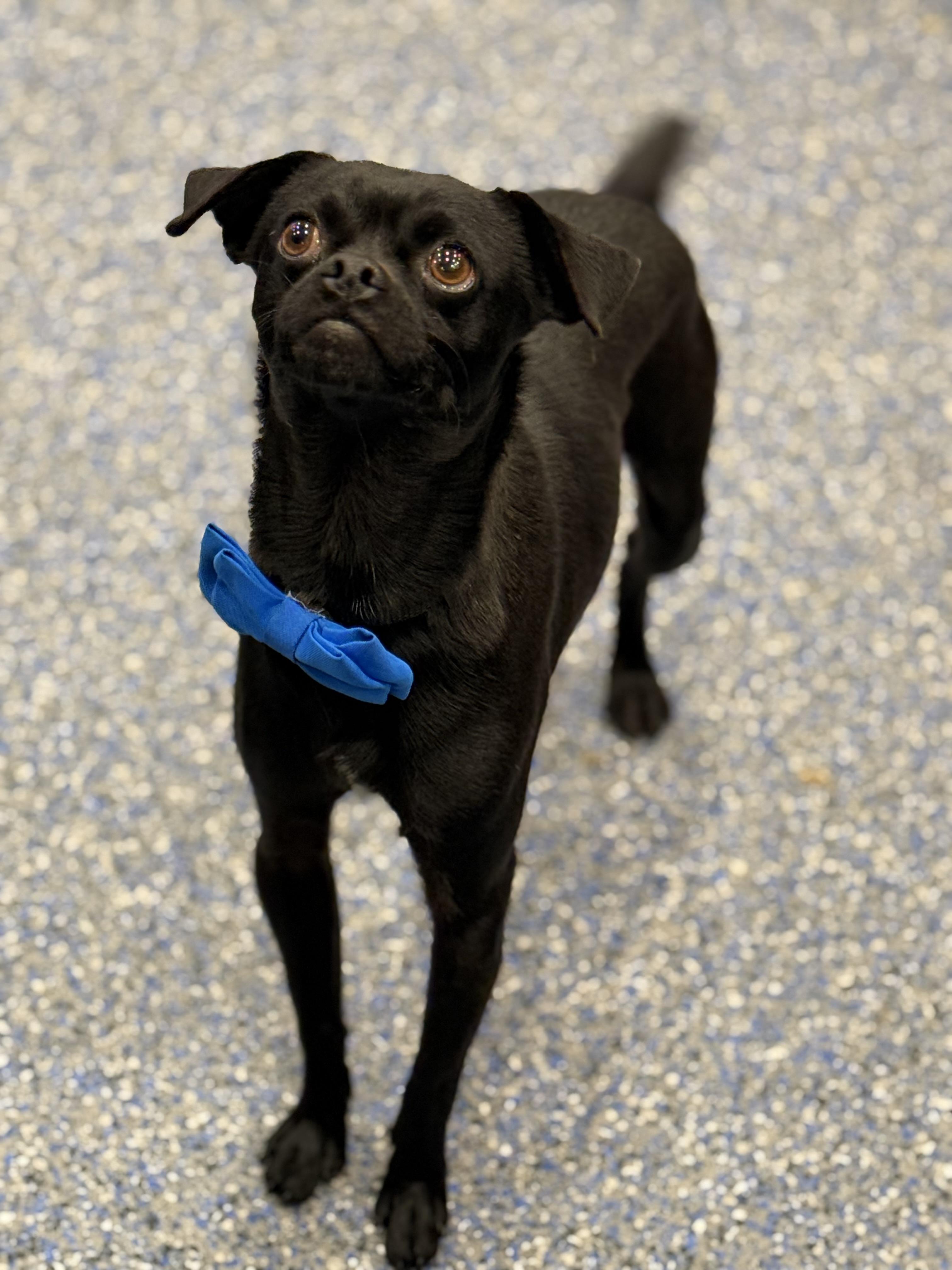 Enlarge Vito, a ADOPTABLE mixed breed in Phoenix, AZ image 2/3