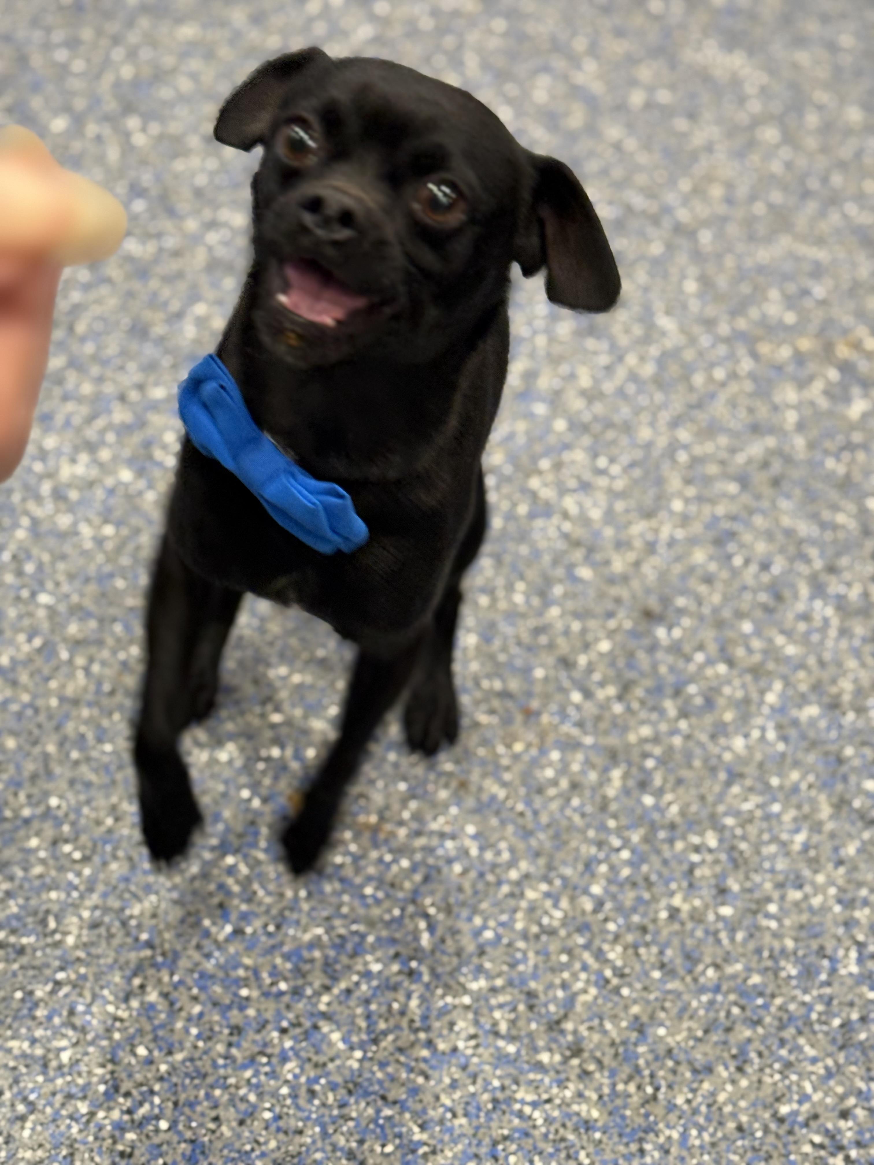 Enlarge Vito, a ADOPTABLE mixed breed in Phoenix, AZ image 3/3