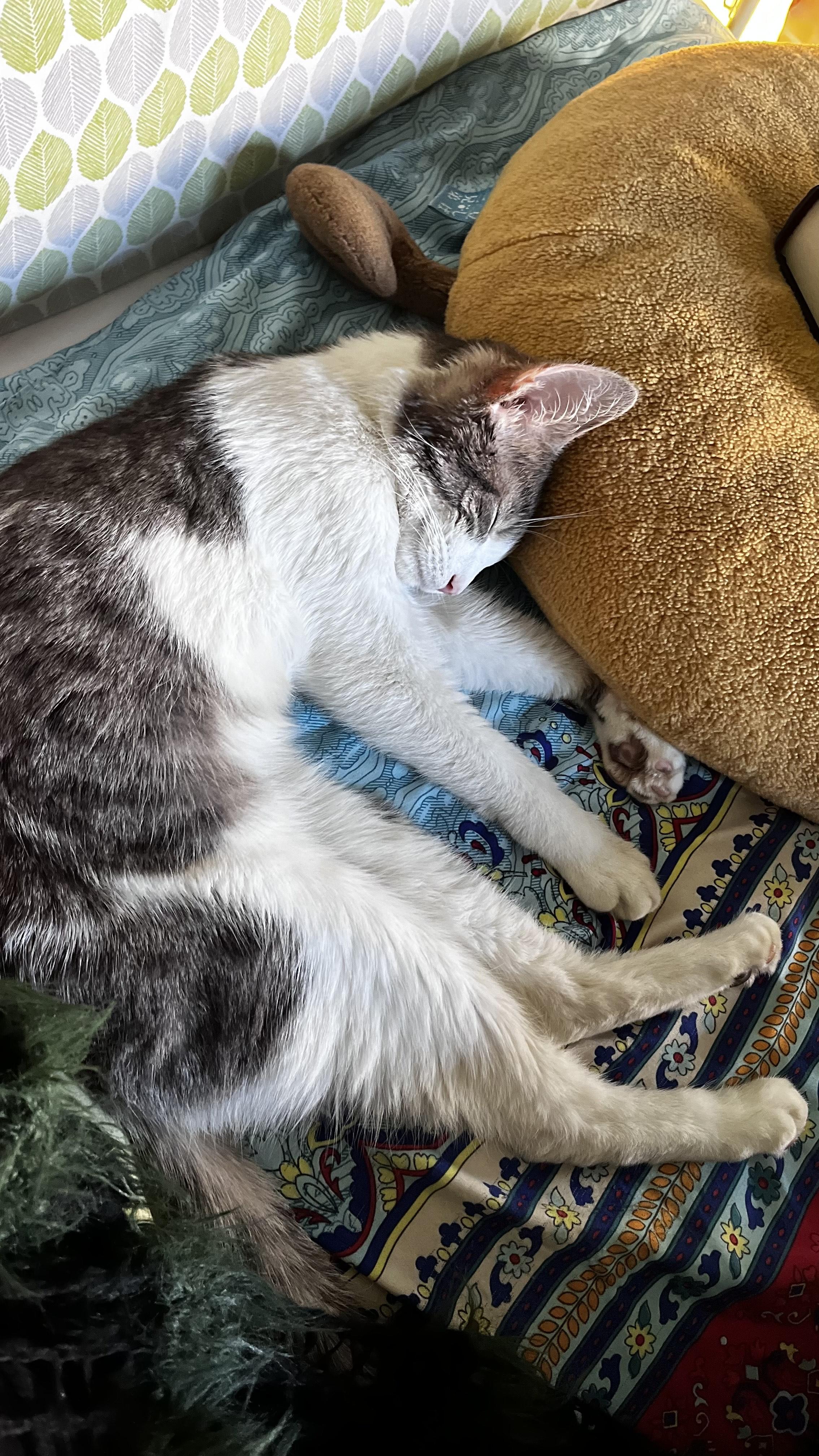 Enlarge Circe, a Adoptable Domestic Short Hair in Philadelphia, PA image 3/3