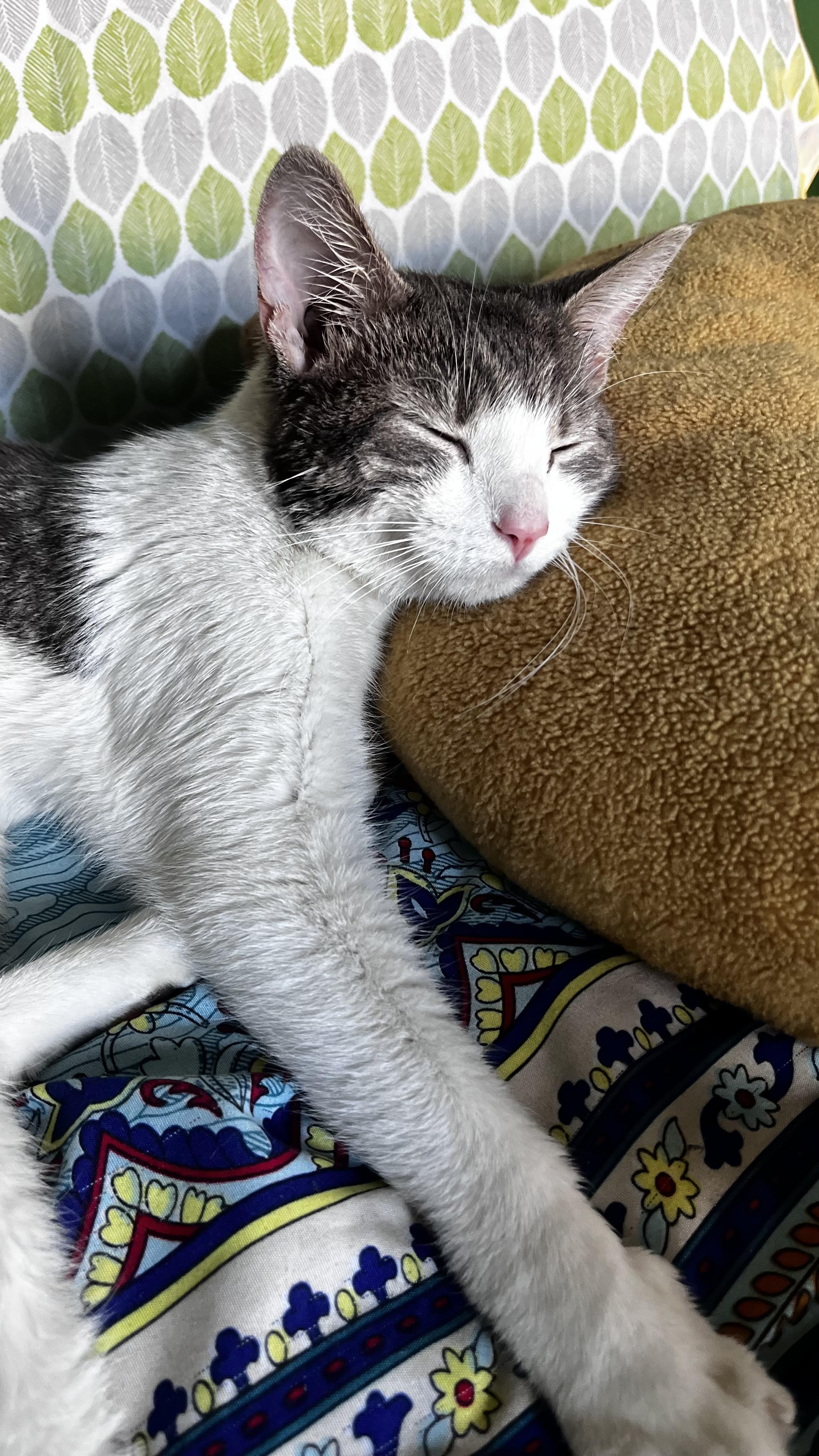 Enlarge Circe, a Adoptable Domestic Short Hair in Philadelphia, PA image 1/3