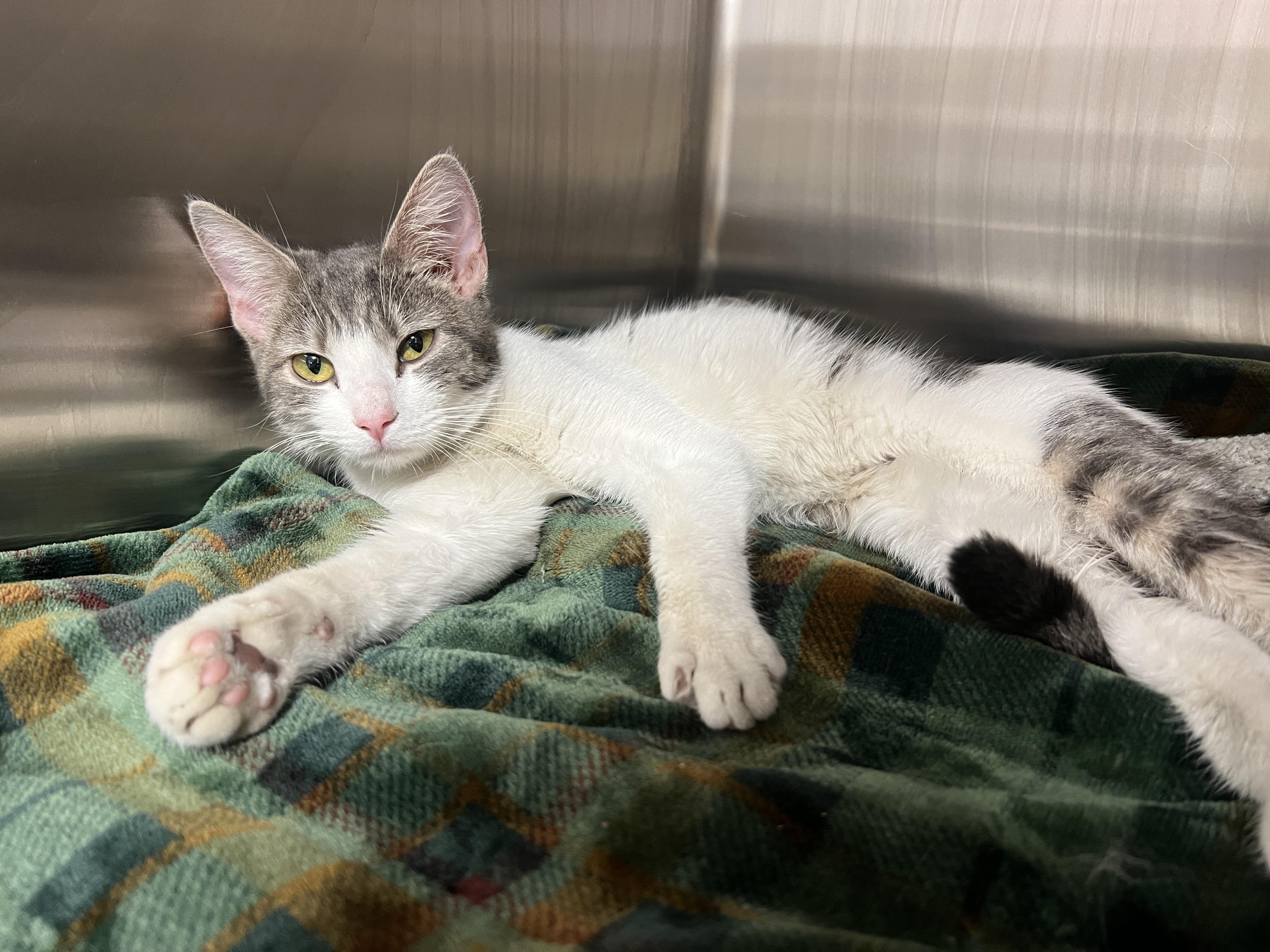 Enlarge Circe, a Adoptable Domestic Short Hair in Philadelphia, PA image 2/3