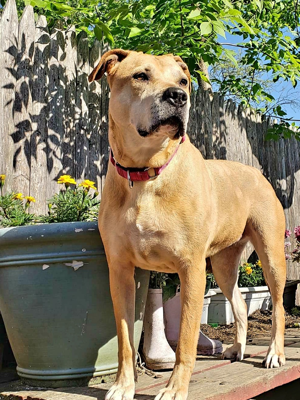 Montana, a Adoptable mixed breed in East Rockaway, NY image 1/11