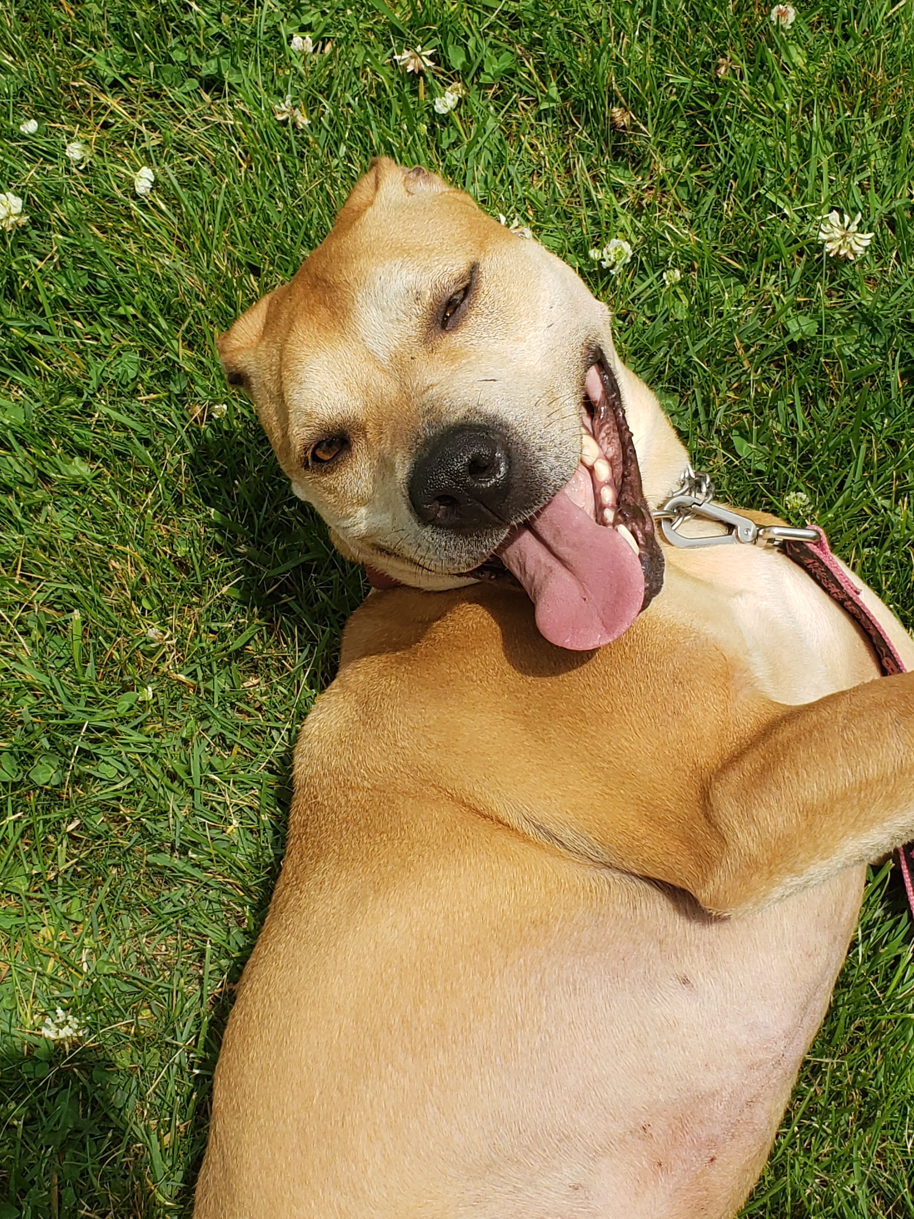 Montana, a Adoptable mixed breed in East Rockaway, NY image 2/11