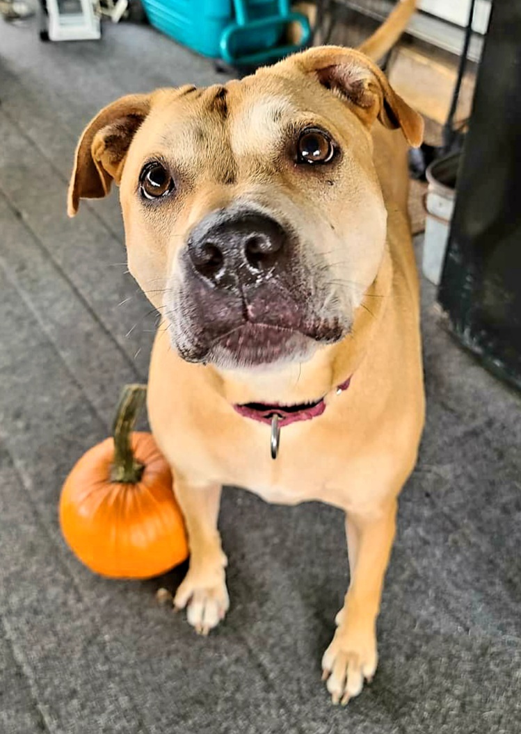 Montana, a Adoptable mixed breed in East Rockaway, NY image 3/11