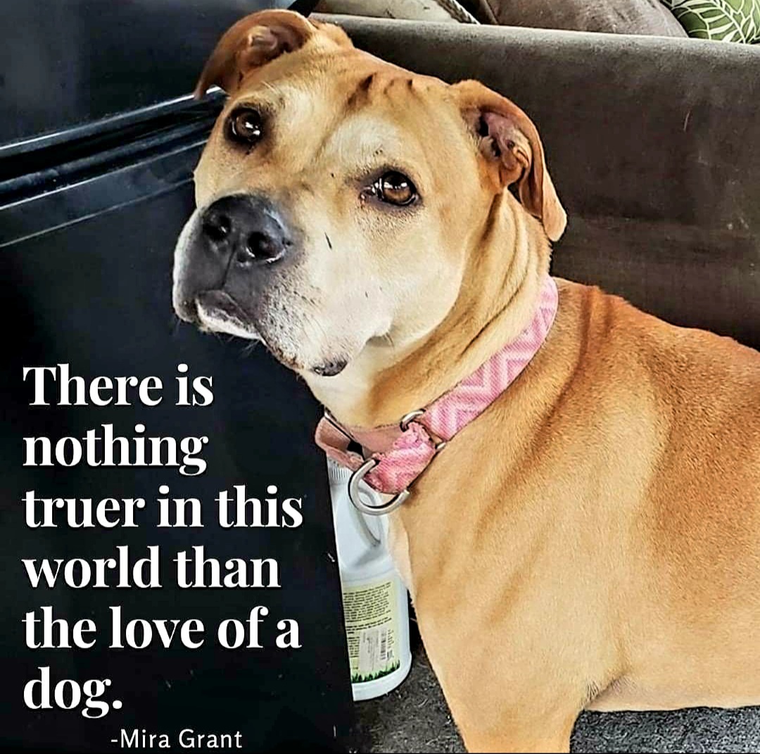 Montana, a Adoptable mixed breed in East Rockaway, NY image 4/11