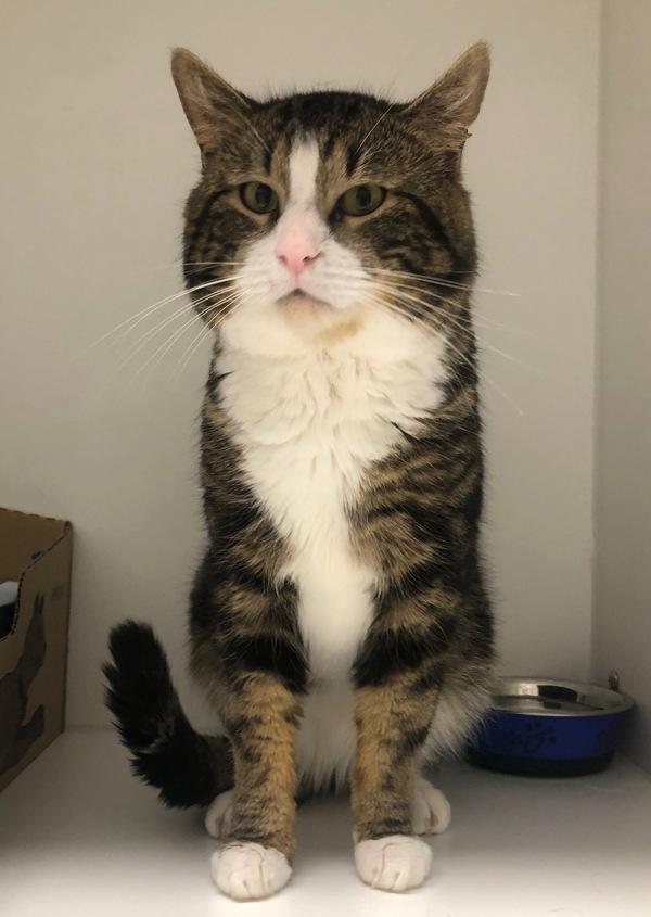 Enlarge Lionel Cat 7, a Adoptable mixed breed in Squamish, BC image 1/1