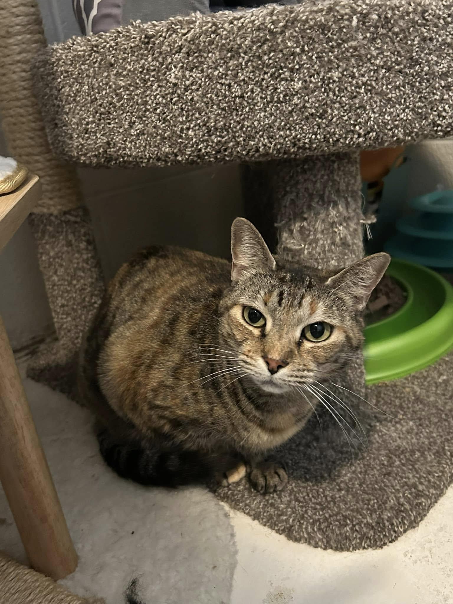 Olivia, Adult Female unknown