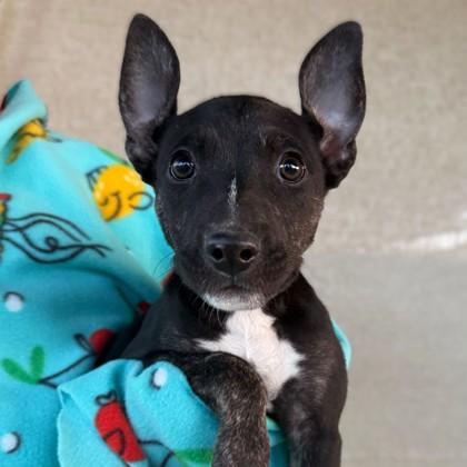 Aang, Adoptable, Puppy Male Rat Terrier & Pit Bull Terrier.