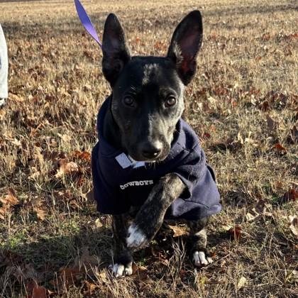 Aang, a Adoptable mixed breed in Bryan, TX image 2/3