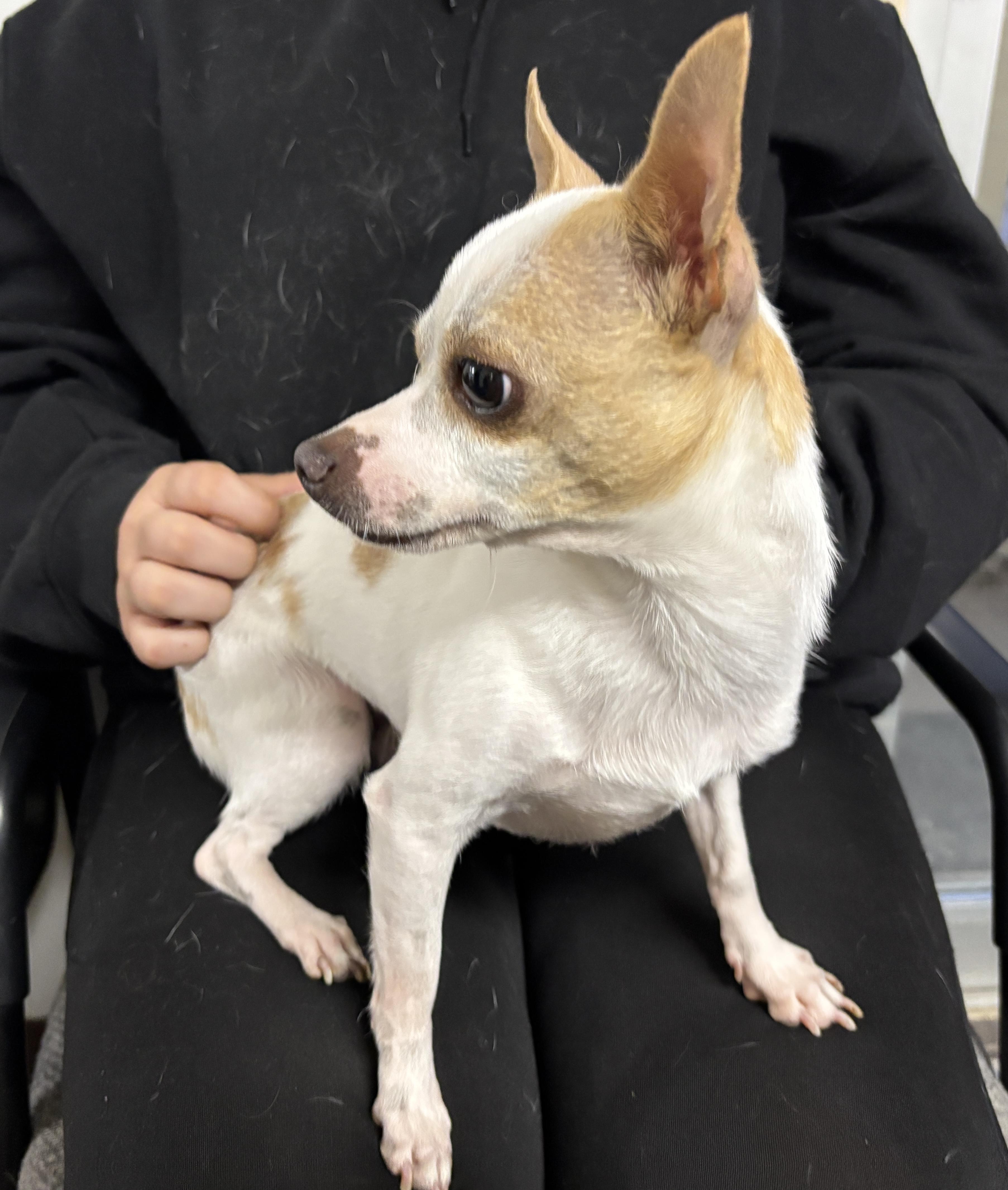 Flirt, Adopted, Young Male Chihuahua.