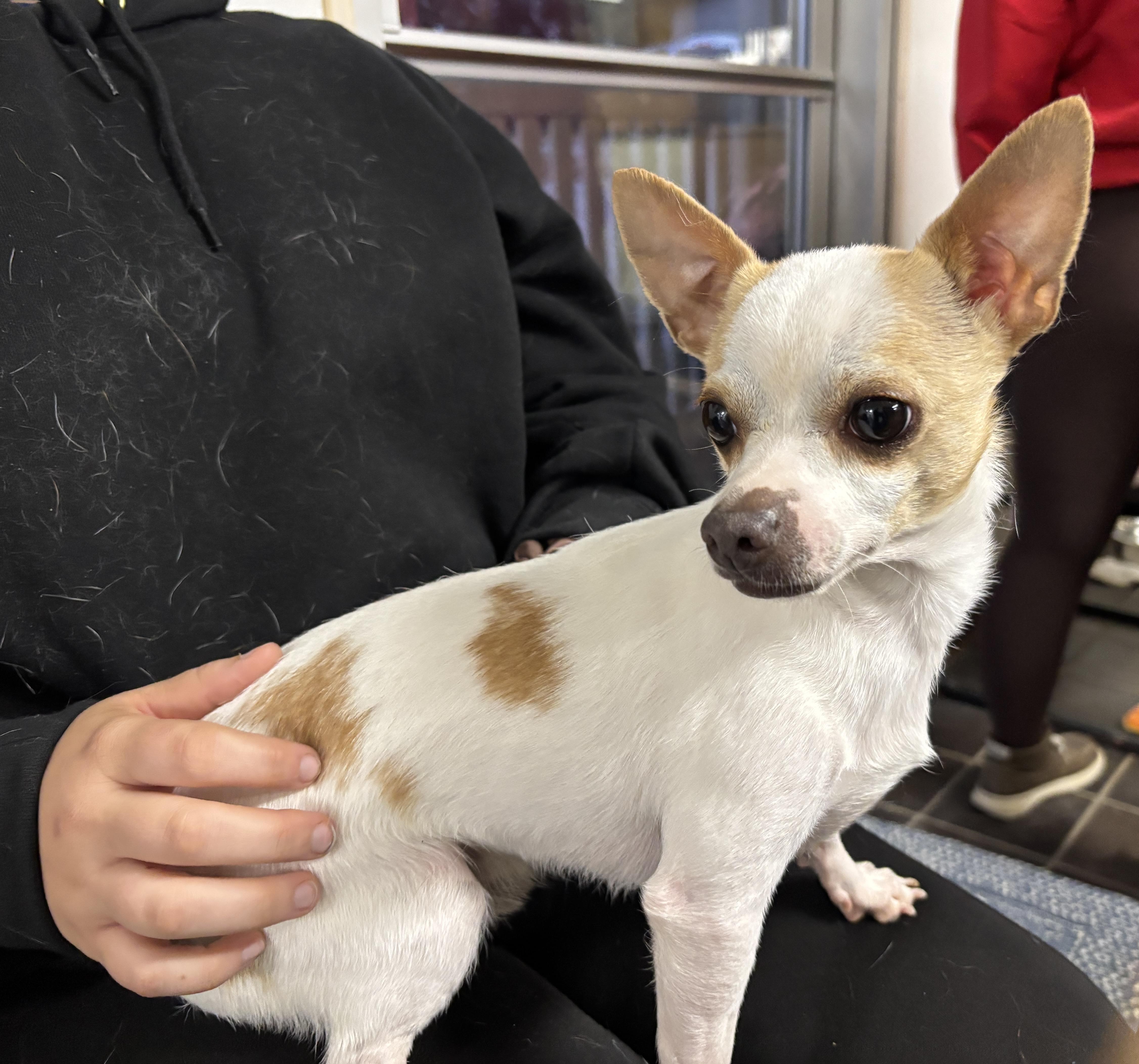 Flirt, a Adopted Chihuahua in Auburn, NE image 2/4