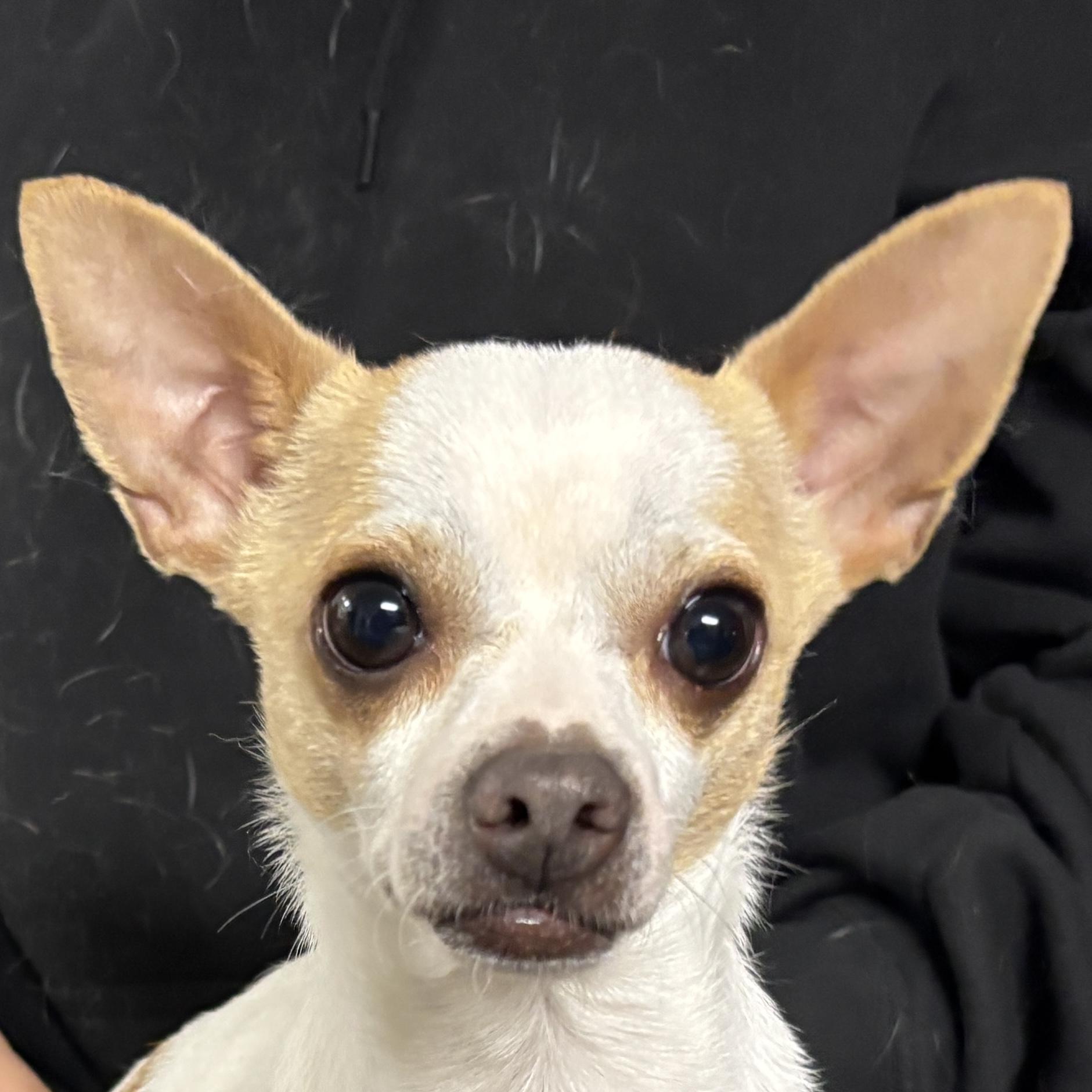 Flirt, a Adopted Chihuahua in Auburn, NE image 3/4