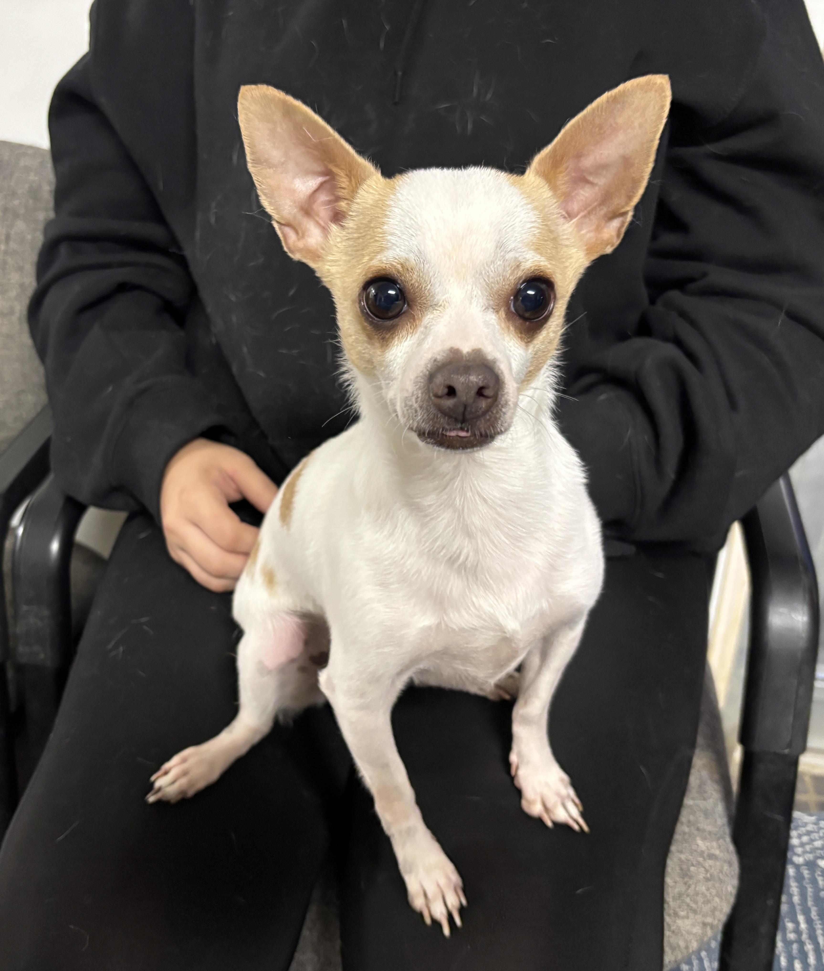 Flirt, a Adopted Chihuahua in Auburn, NE image 4/4