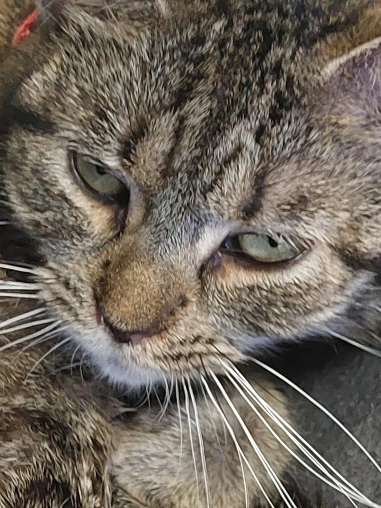 Sara, Adopted, Young Female Domestic Short Hair.