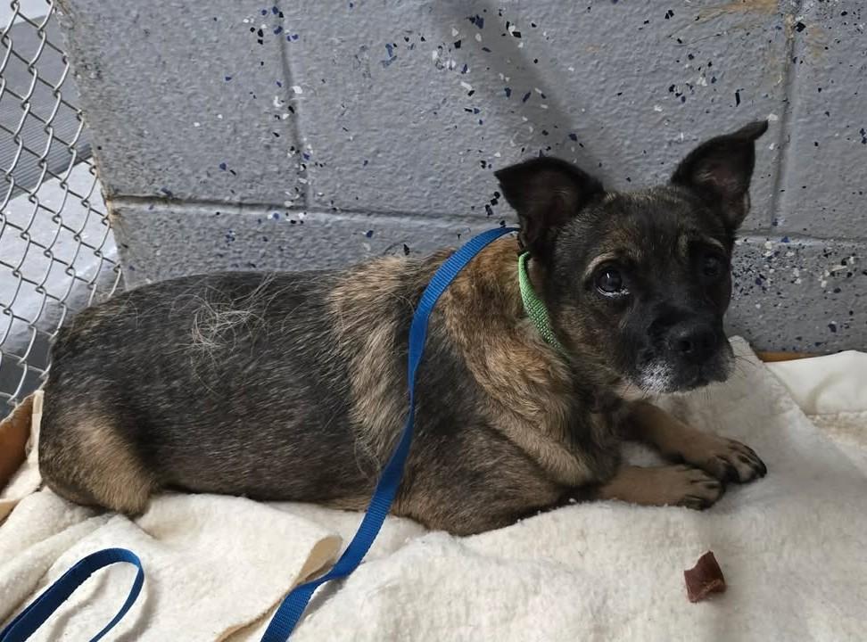 Enlarge BITSY, a Adoptable mixed breed in Reed City, MI image 2/2