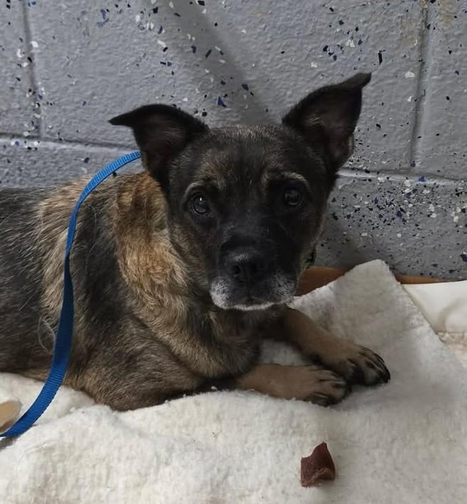 BITSY, Adoptable, Adult Female Pug & Chihuahua.
