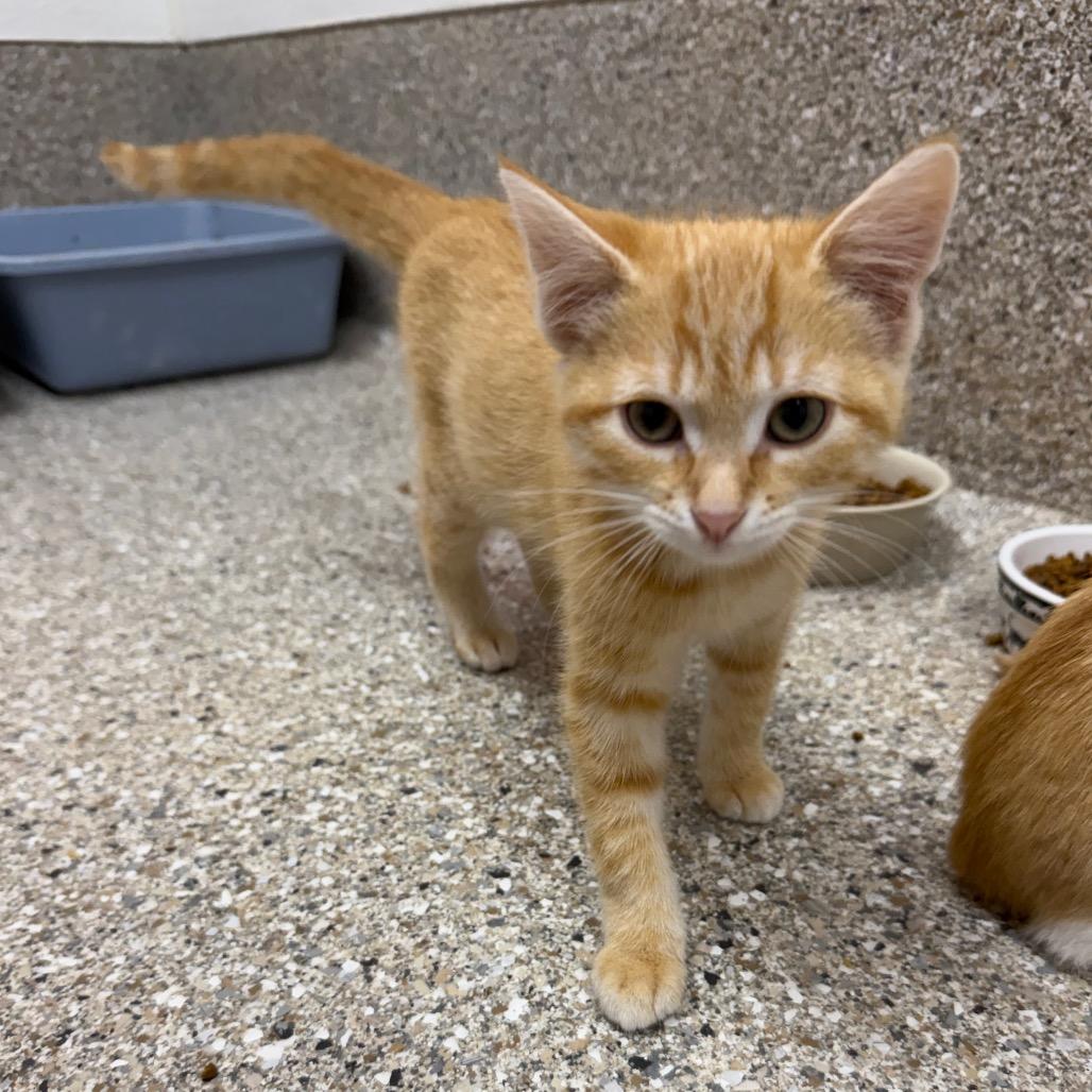 Koi, Adoptable, Kitten Male Domestic Short Hair.