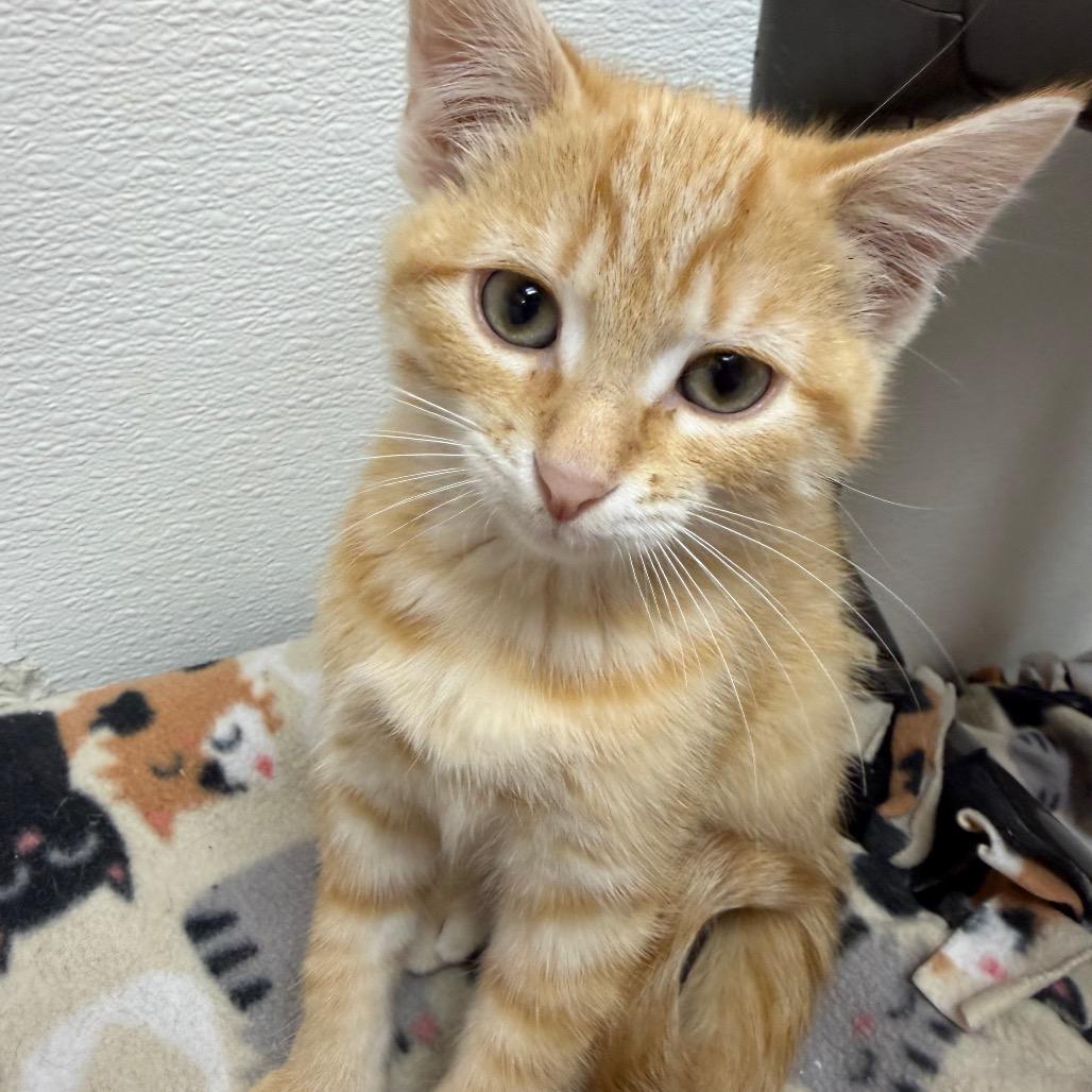Enlarge Koi, a Adoptable Domestic Short Hair in Detroit Lakes, MN image 2/5
