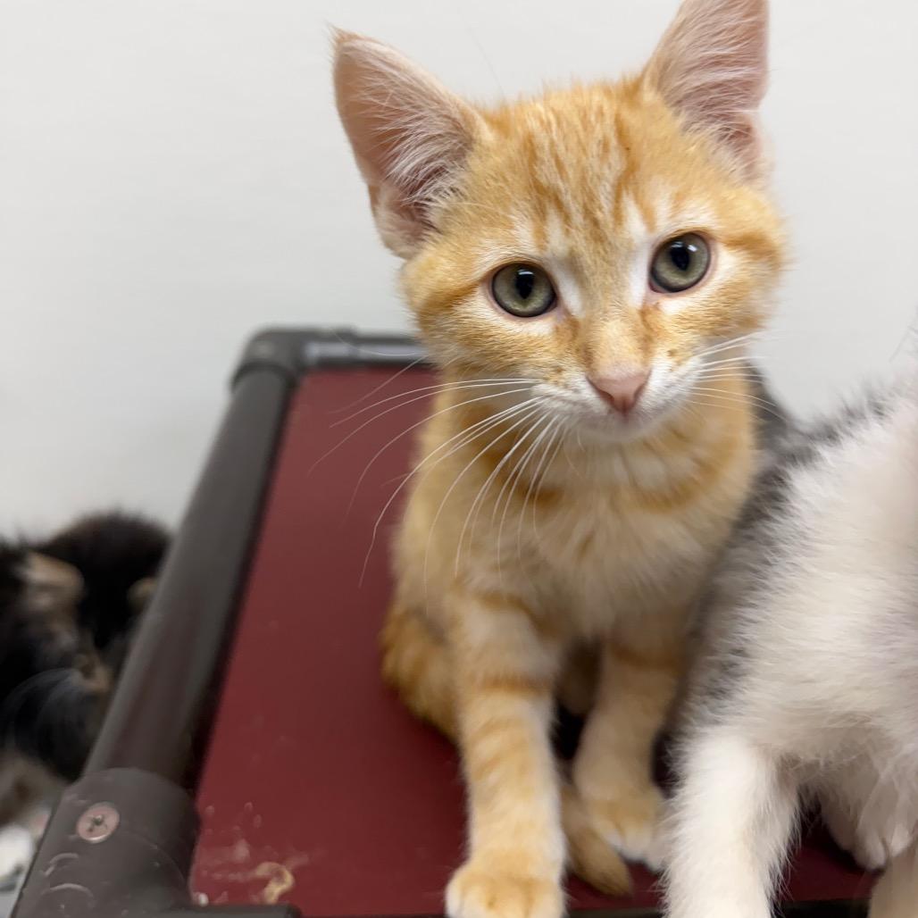 Enlarge Koi, a Adoptable Domestic Short Hair in Detroit Lakes, MN image 3/5