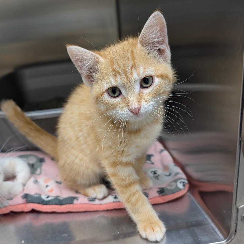 Enlarge Koi, a Adoptable Domestic Short Hair in Detroit Lakes, MN image 4/5