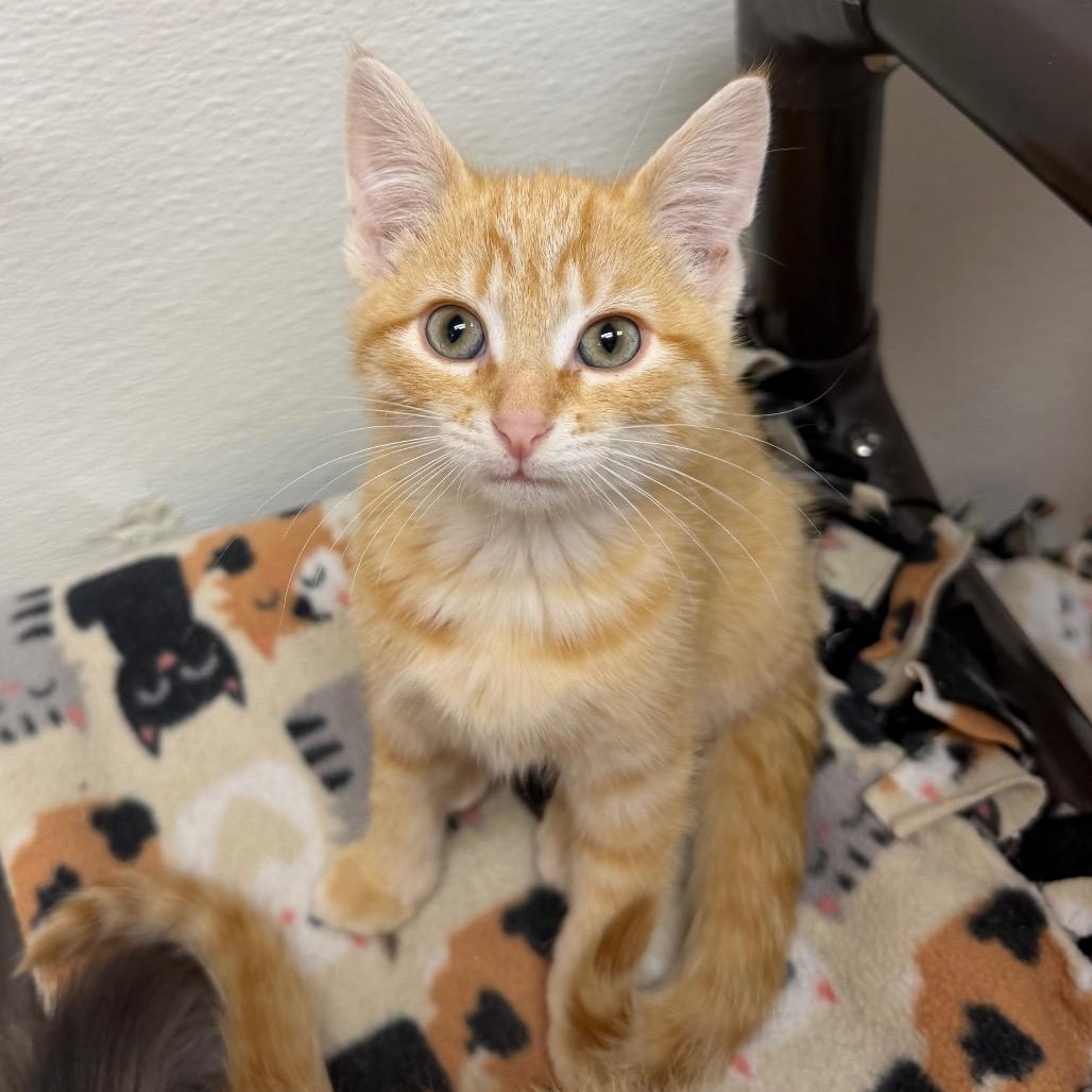 Enlarge Koi, a Adoptable Domestic Short Hair in Detroit Lakes, MN image 5/5