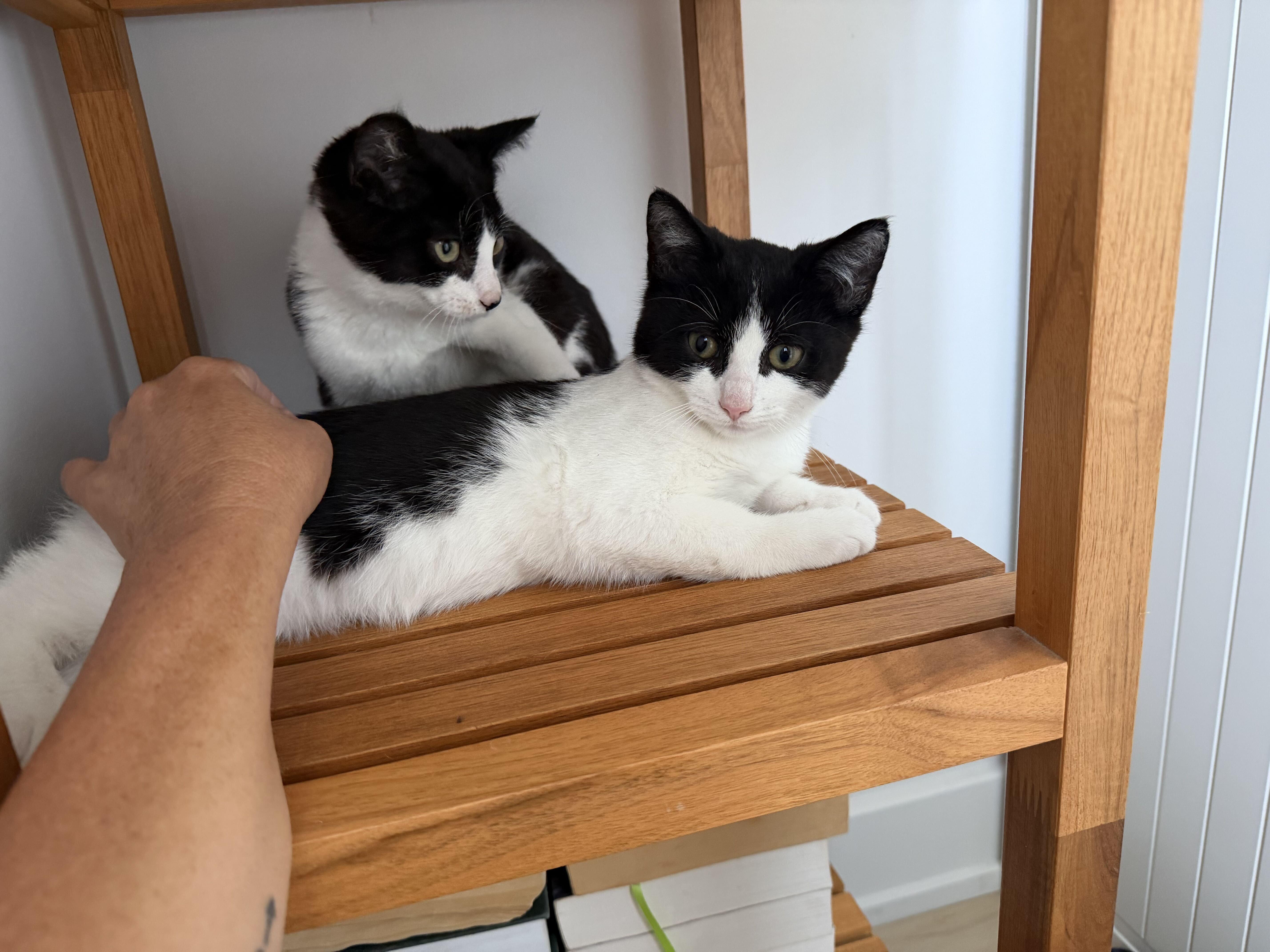 Peppa, Adoptable, Kitten Male Domestic Short Hair.