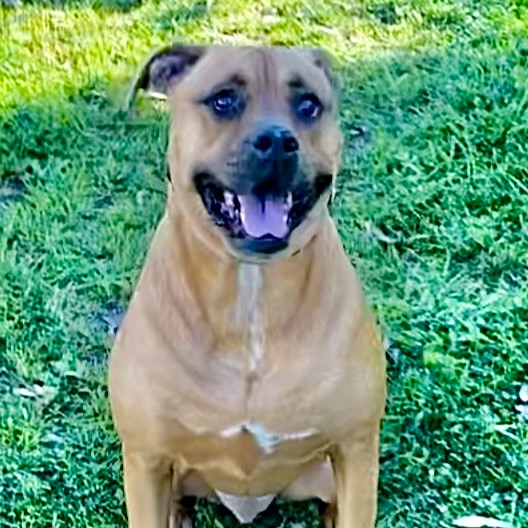 C.J., a Adoptable mixed breed in Los Angeles, CA image 2/5