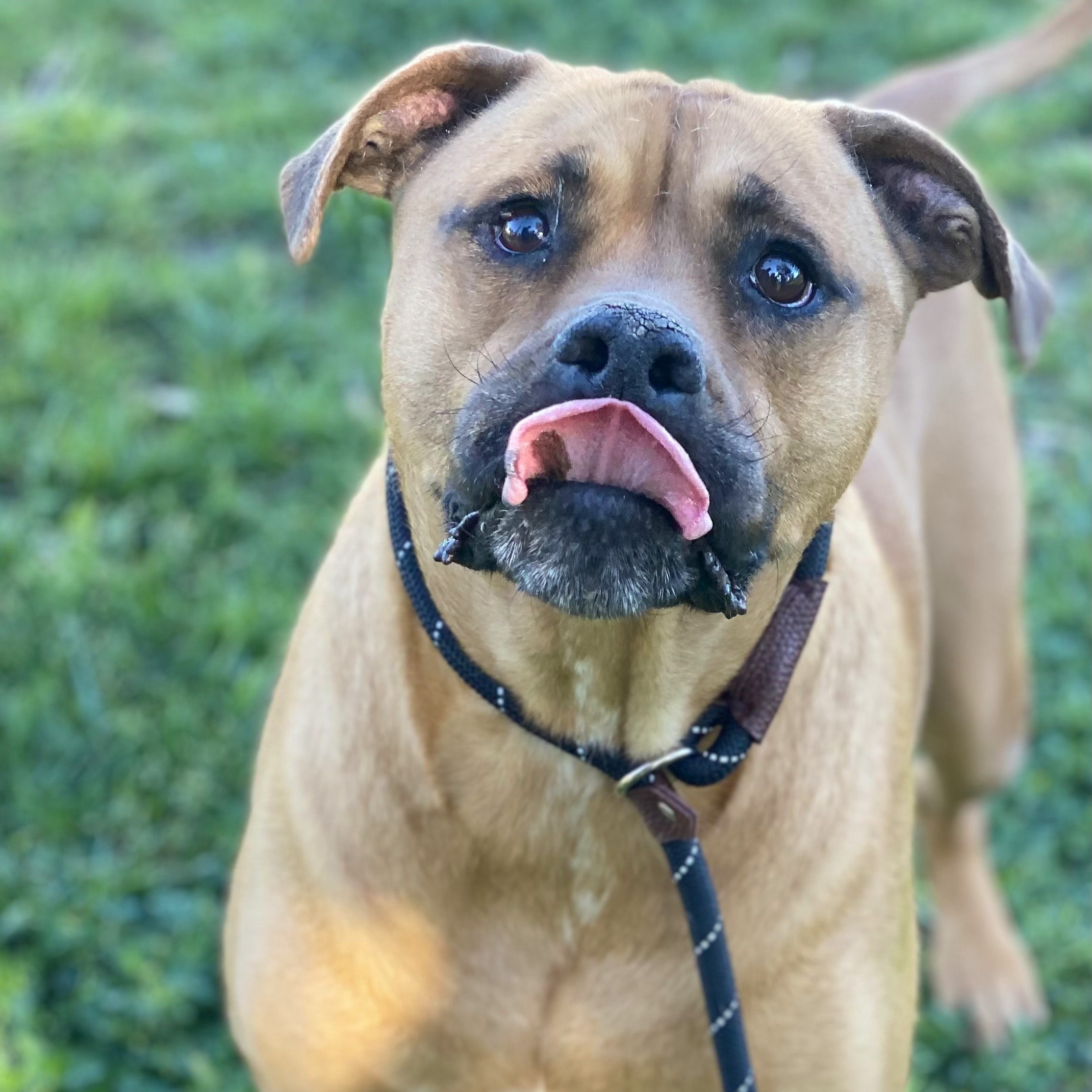 C.J., a Adoptable mixed breed in Los Angeles, CA image 4/5