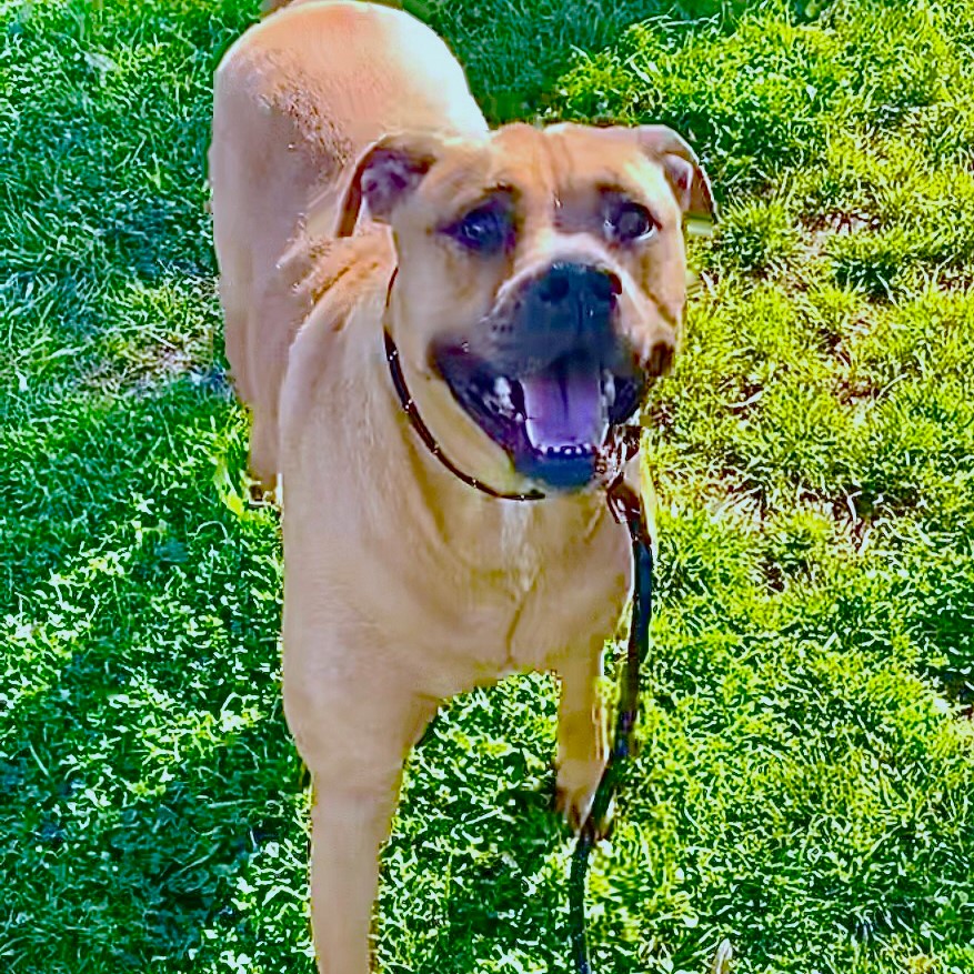 C.J., adoptable, Adult Male Boxer & Rhodesian Ridgeback.