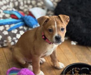 Winnie, adopted, Puppy Female Boxer.