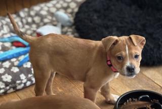 Winnie, an adopted mixed breed in Racine, WI image 2/2