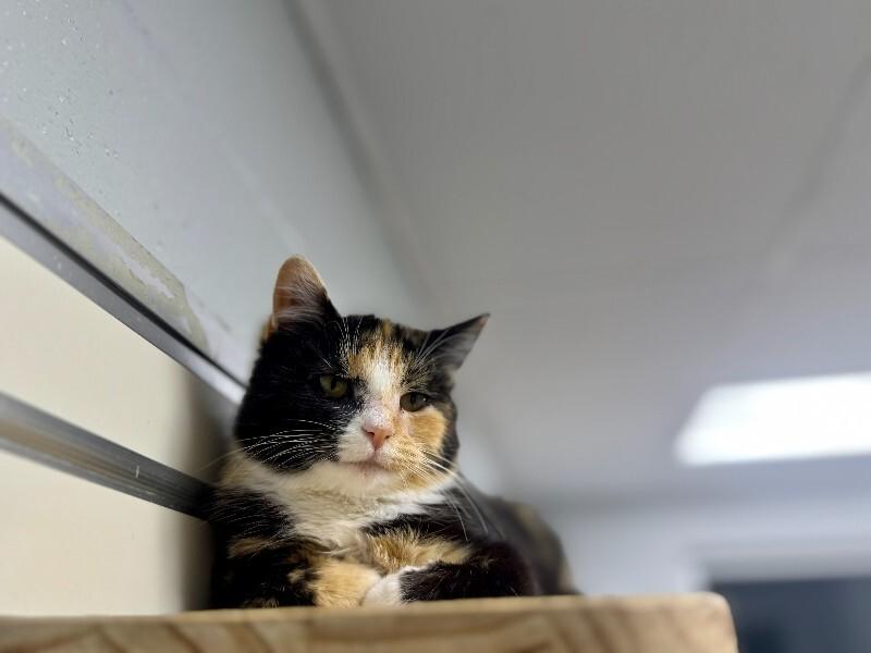 Cassidy, Adoptable, Adult Female Domestic Short Hair.