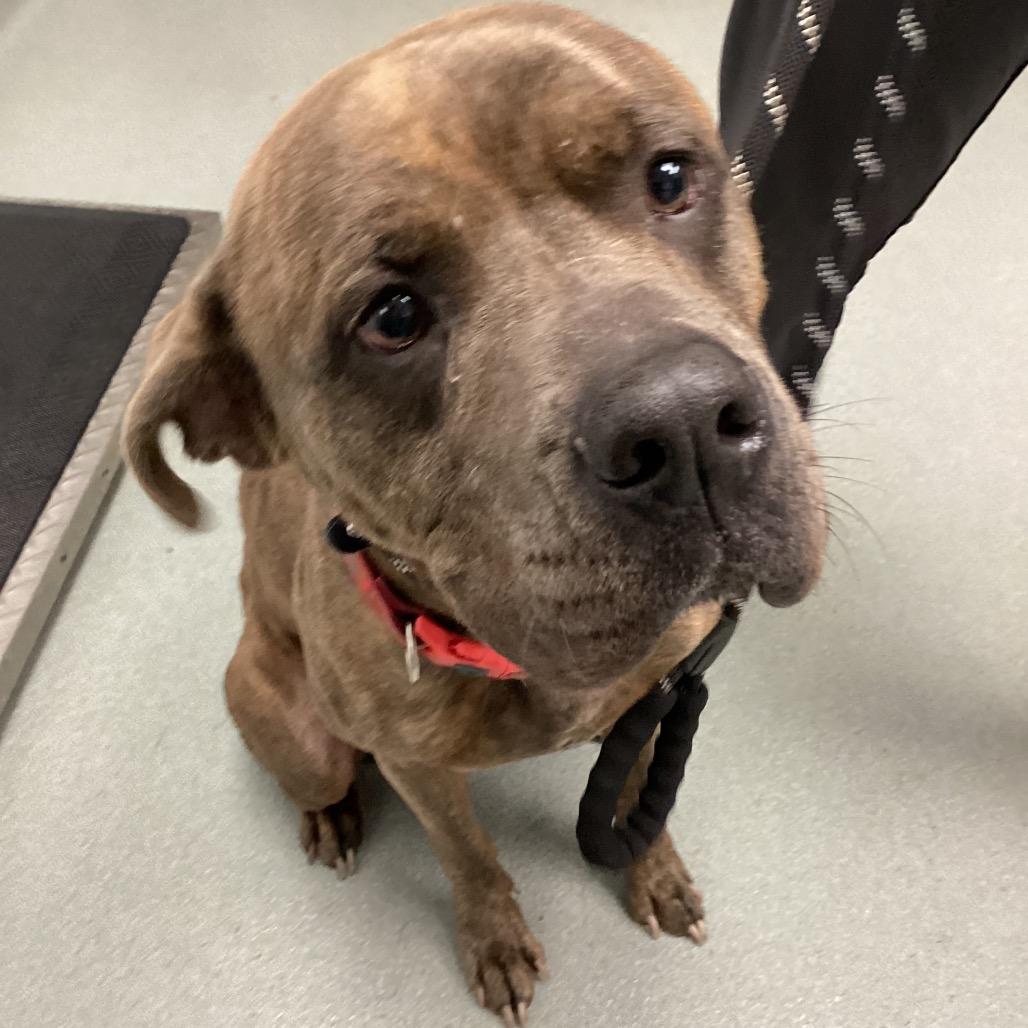 Noah, Adoptable, Adult Male Pit Bull Terrier.