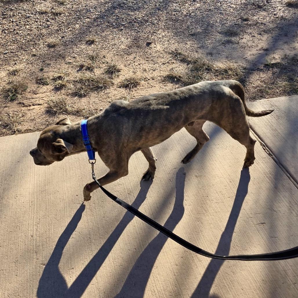 Enlarge Noah, a Adoptable Pit Bull Terrier in Abilene, TX image 2/6