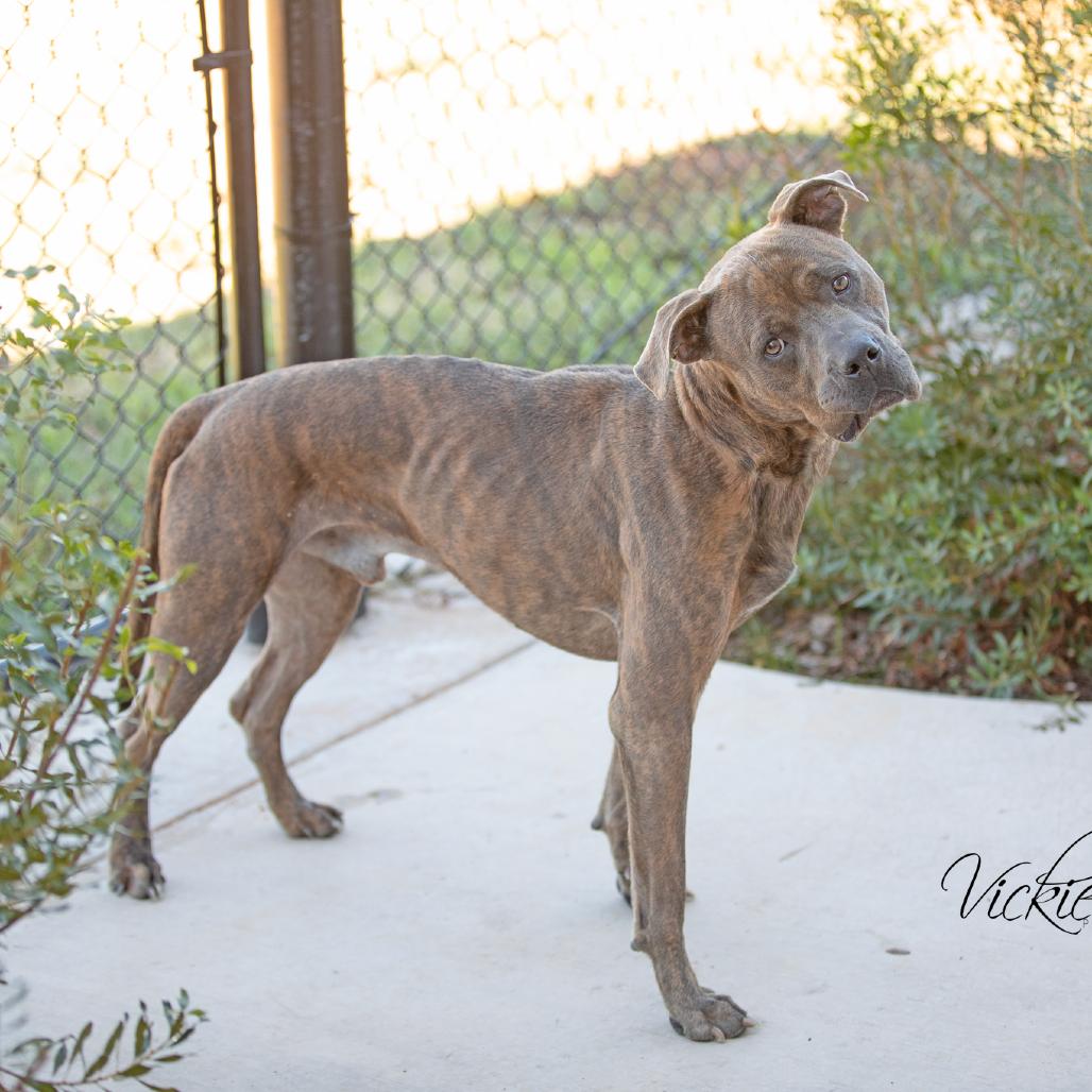 Enlarge Noah, a Adoptable Pit Bull Terrier in Abilene, TX image 2/3