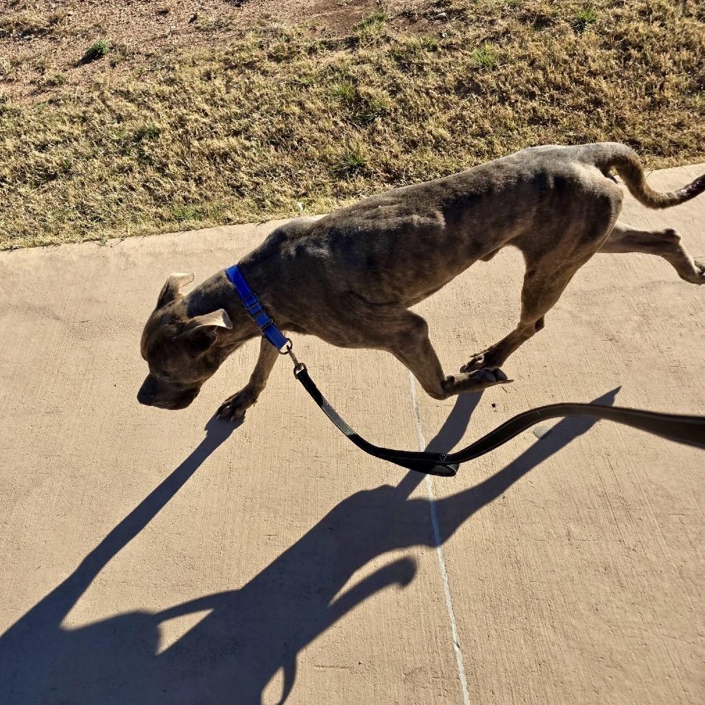 Enlarge Noah, a Adoptable Pit Bull Terrier in Abilene, TX image 4/6