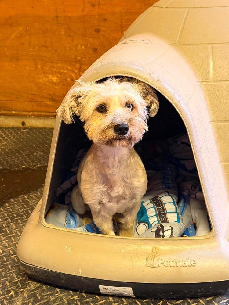 Pipa, Adoptable, Adult Female Schnauzer.