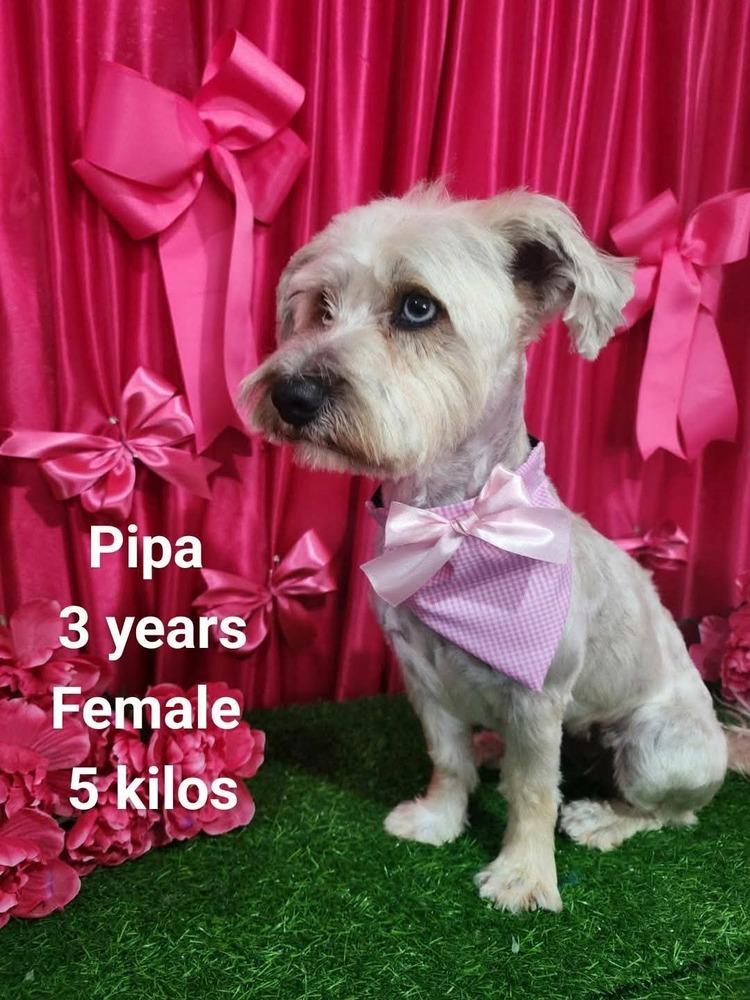 Enlarge Pipa, a Adoptable mixed breed in Cortez, CO image 2/5