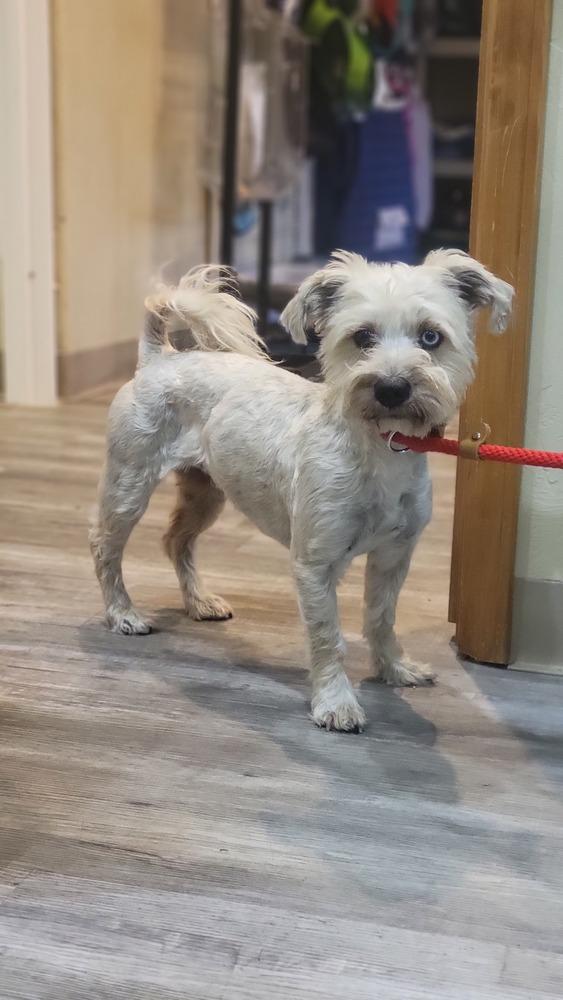 Enlarge Pipa, a Adoptable mixed breed in Cortez, CO image 3/5