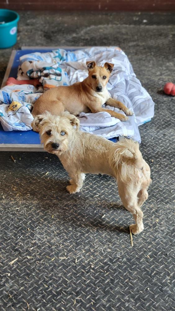 Enlarge Pipa, a Adoptable mixed breed in Cortez, CO image 4/5
