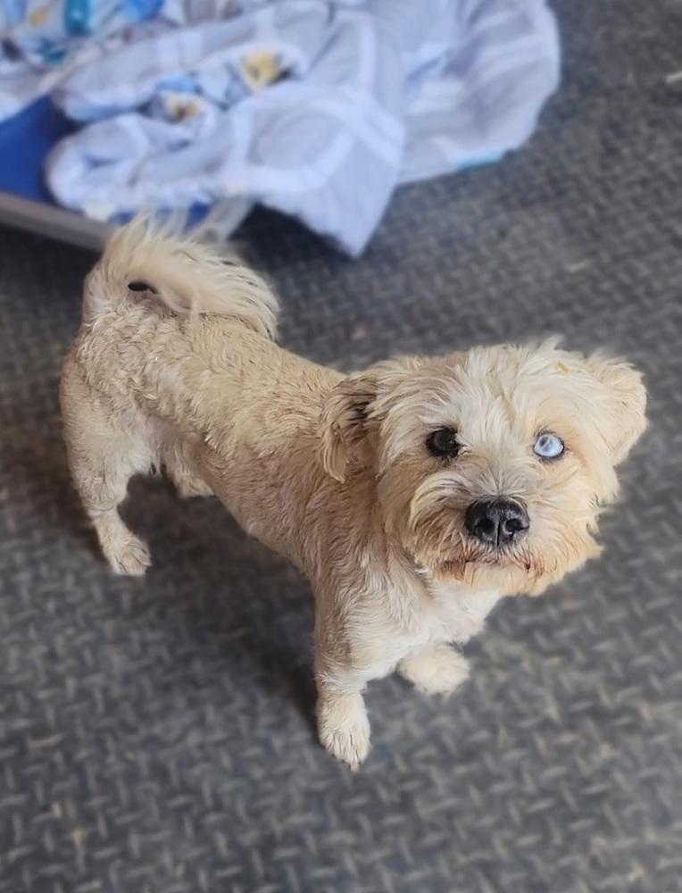 Enlarge Pipa, a Adoptable mixed breed in Cortez, CO image 5/5